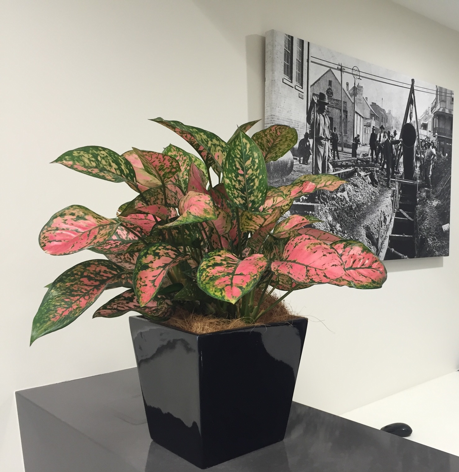 Indoor Plant Gallery Green Scene